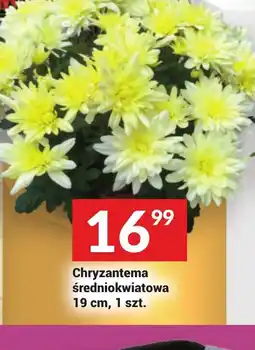 Twój Market Chryzantema średniokwiatowa oferta