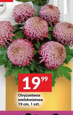 Twój Market Chryzantema wielokwiatowa oferta