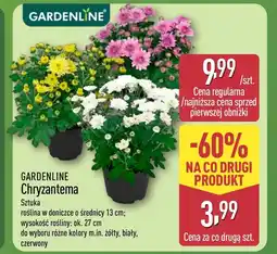 ALDI Chryzantema Gardenline oferta