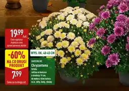 ALDI Chryzantema Gardenline oferta