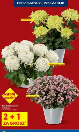 Lidl Chryzantema oferta