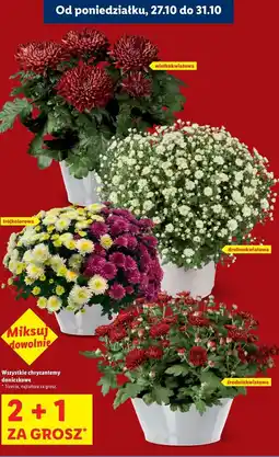 Lidl Chryzantema trójkolorowa oferta