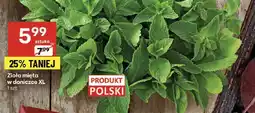 Delikatesy Centrum Zioła mięta w doniczce XL Delikatesy Centrum oferta