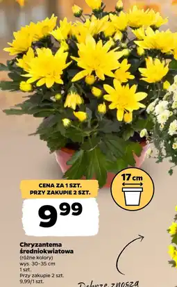 Netto Chryzantema oferta