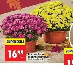 Biedronka Chryzantema drobnokwiatowa 21 cm oferta