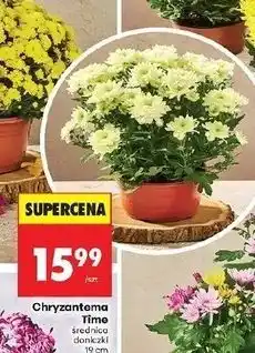 Biedronka Chryzantema time misa 19 cm oferta