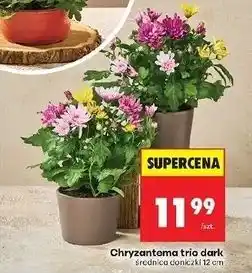 Biedronka Chryzantema trio dark oferta