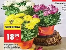 Biedronka Chryzantema wielkokwiatowa 21 cm oferta