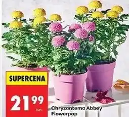 Biedronka Chryzantema abbey oferta