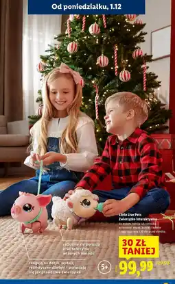 Lidl Świnka Little Live Pets oferta