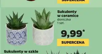 Netto Sukulenty w ceramice oferta