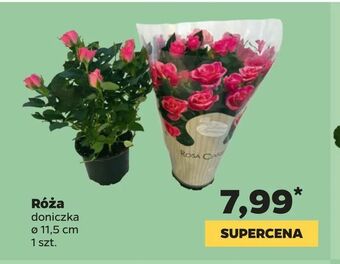 Netto Róża oferta