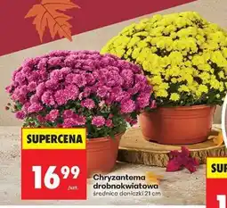 Biedronka Chryzantema drobnokwiatowa oferta