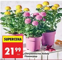 Biedronka Chryzantema Abbey Flowerpop oferta