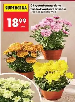 Biedronka Chryzantema polska wielkokwiatowa w misie oferta