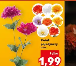 Kaufland Kwiat oferta