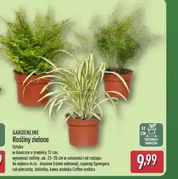 ALDI Roślina w doniczce Gardenline oferta