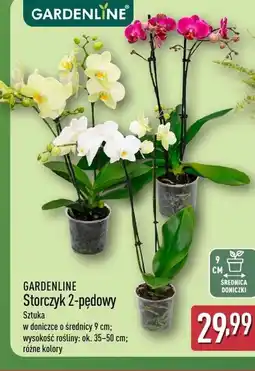 ALDI Storczyk Gardenline oferta