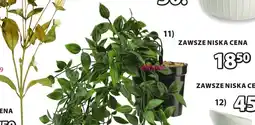 JYSK Roślina sztuczna OLIVER oferta