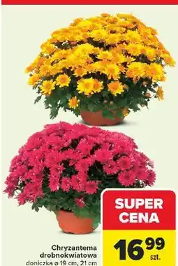 Carrefour Chryzantema drobnokwiatowa oferta