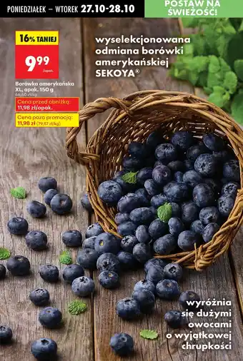 Biedronka Borówka amerykańska XL SEKOYA oferta