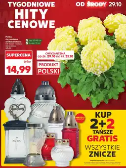 Kaufland Chryzantema Polski oferta