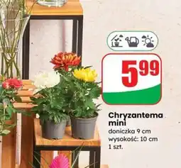 Dino Chryzantema mini oferta