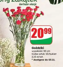 Dino Goździki oferta