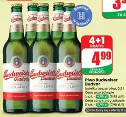 Dino Piwo BUDWEISER BUDVAR oferta