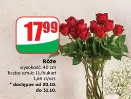 Dino Róże oferta
