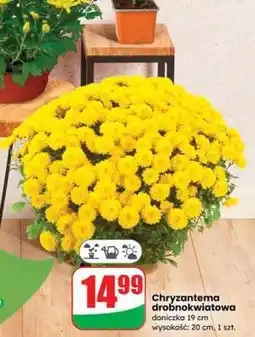 Dino Chryzantema drobnokwiatowa oferta