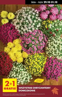 Biedronka Chryzantema oferta