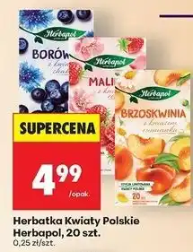 Biedronka Herbata borówka z kwiatem chabru Herbapol oferta