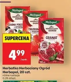 Biedronka Herbata granat Herbapol Herbaciany Ogród oferta