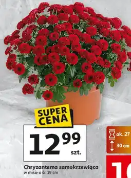 Auchan Chryzantema samokrzewiąca oferta