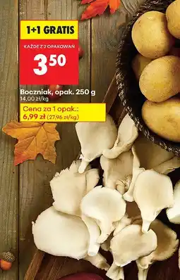 Biedronka Boczniak, opak. 250 g Biedronka oferta
