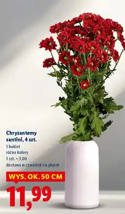 Lidl Chryzantemy santini, 4 szt. oferta