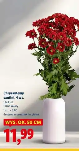 Lidl Chryzantemy santini oferta