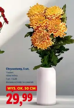 Lidl Chryzantemy bukiet oferta