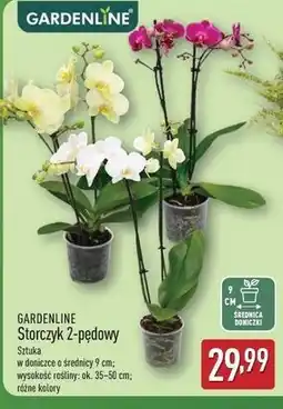 ALDI Storczyk 2-pędowy Gardenline oferta