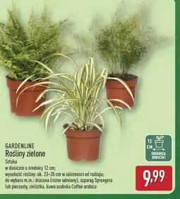 ALDI Kawa arabska coffee arabica don. 12 cm Gardenline oferta