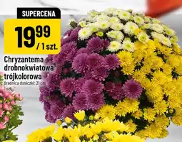 Polomarket Chryzantema drobnokwiatowa trójkolorowa oferta