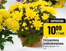 Polomarket Chryzantema średniokwiatowa oferta