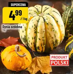 Polomarket Dynia ozdobna oferta