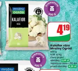 Dino Kalafior Mroźny Ogród oferta