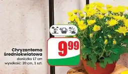 Dino Chryzantema średniokwiatowa oferta