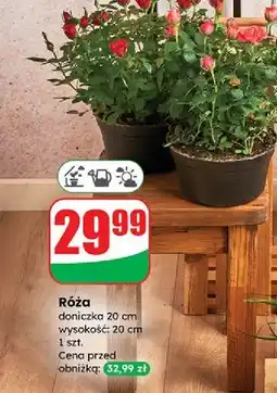 Dino Róża oferta