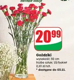 Dino Goździki 50 cm oferta
