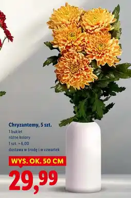 Lidl Chryzantema Ok oferta