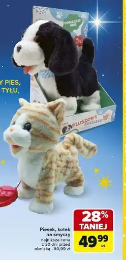 Carrefour Kotek na smyczy oferta